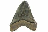 Serrated Monster Megalodon Tooth - Massive! #113054-1
